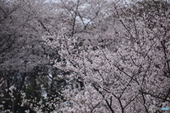 もいっちょ！桜！
