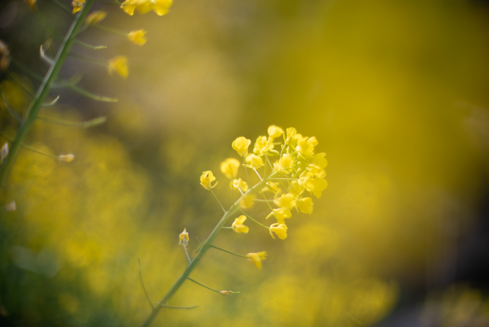菜の花２