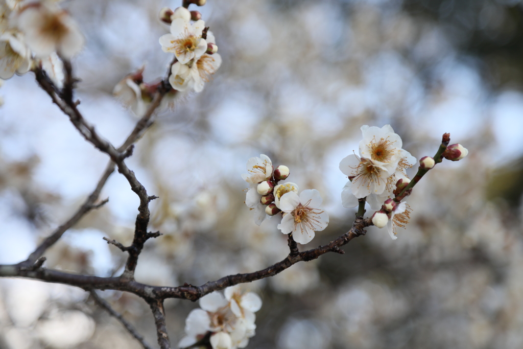 京都御苑　梅の花　其の弐