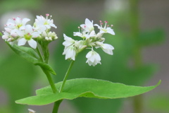蕎麦の花