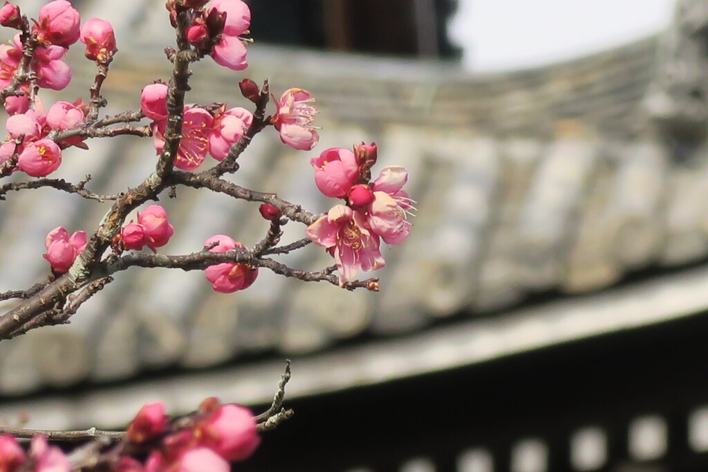 清涼寺で見つけた春