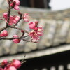 清涼寺で見つけた春