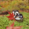 名残の紅葉