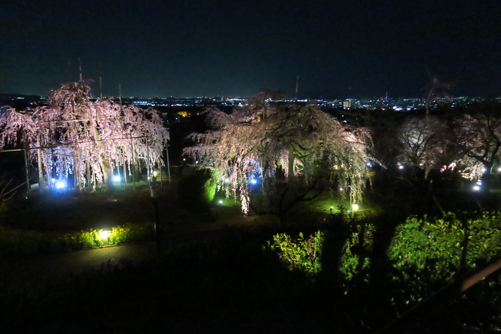 枝垂桜　