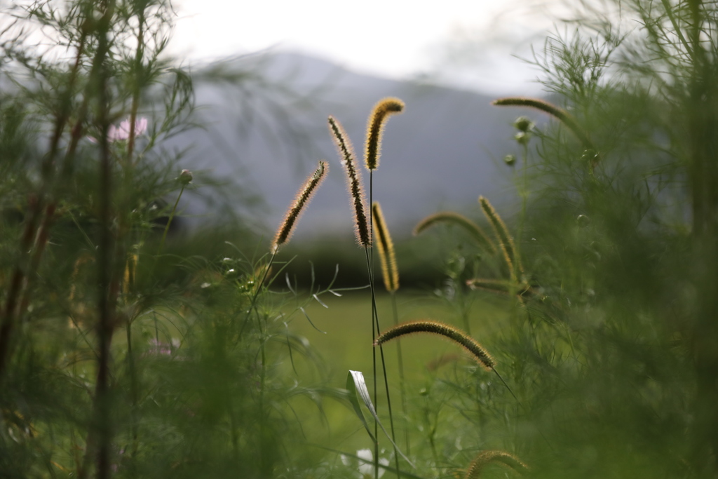ある秋の日　狗尾草