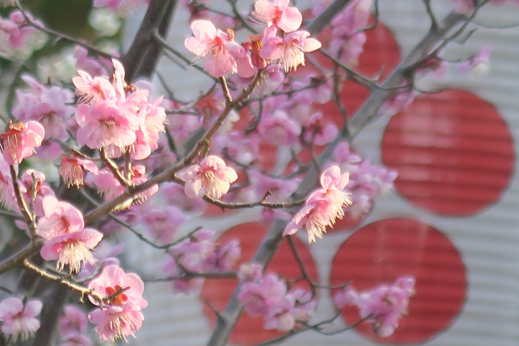 天神さんと梅の花