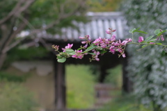 奈良白毫寺　萩の寺