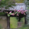 奈良白毫寺　萩の寺