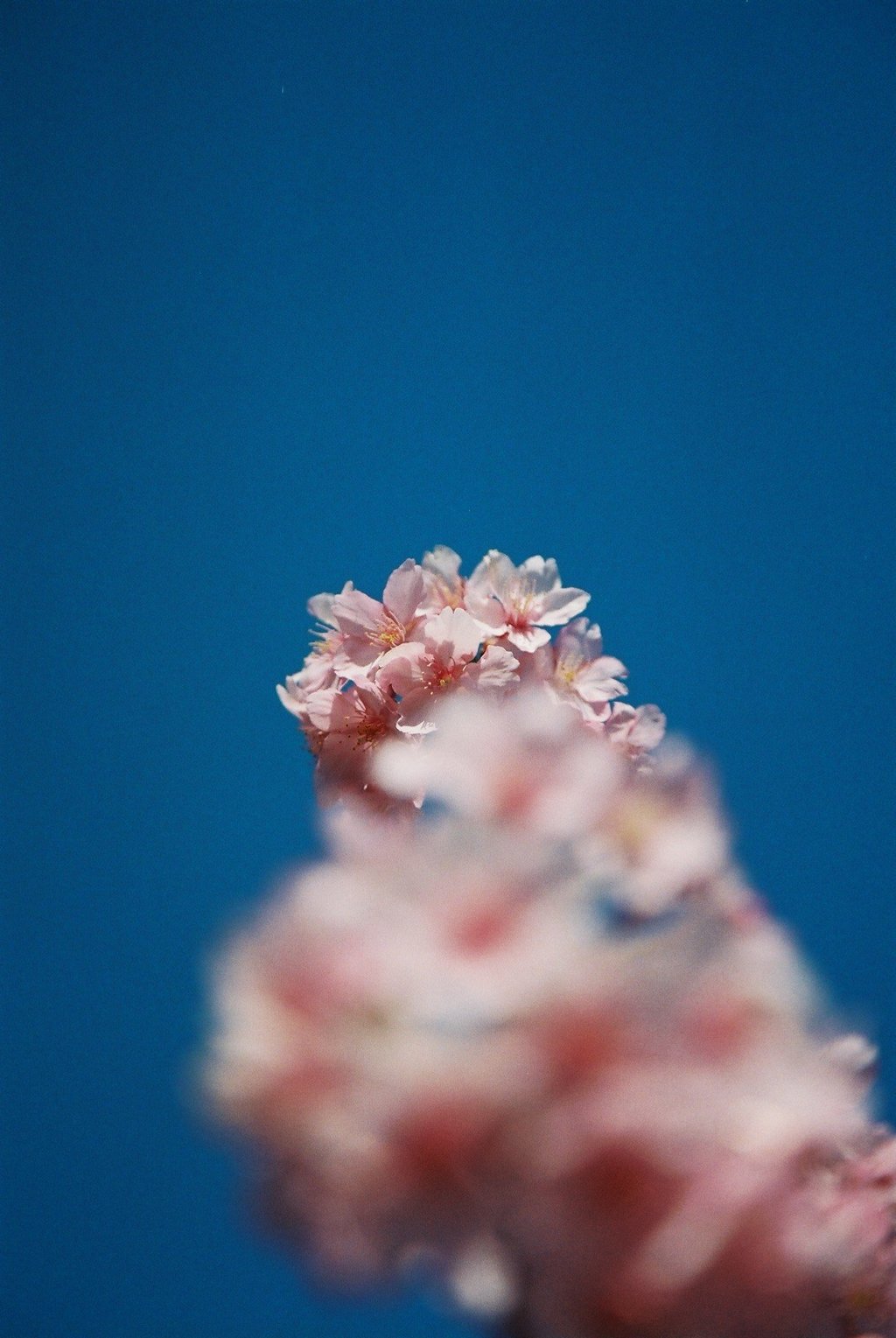 河津桜4