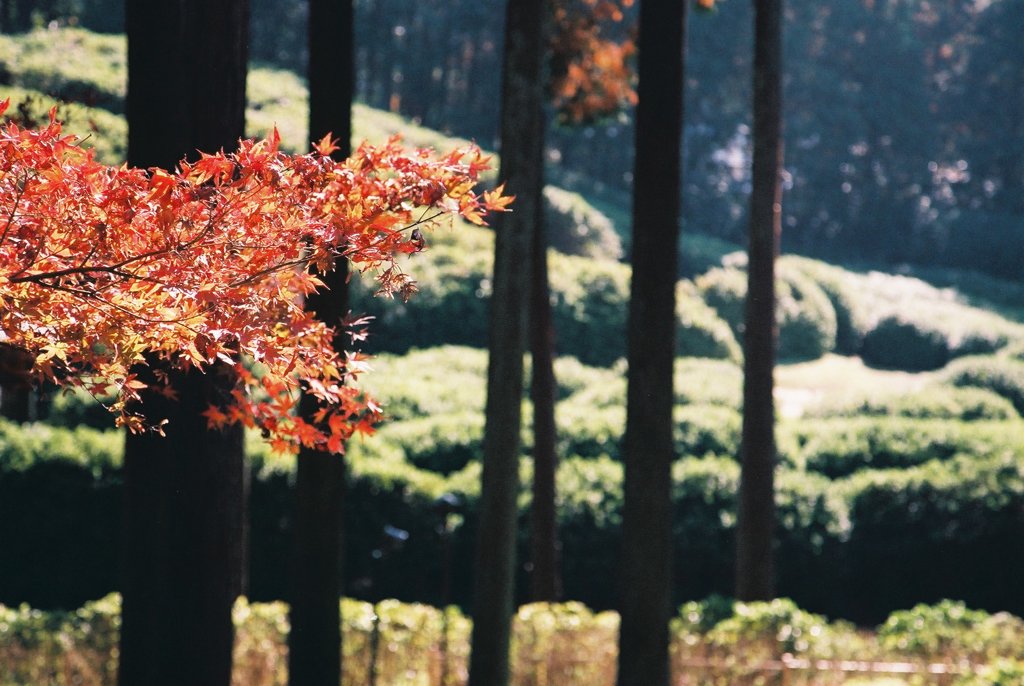 三室戸寺　その1　