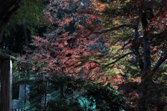 紅葉の風景　陸