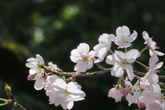 櫻の競演　東海桜