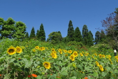 陽に向かって咲く花たち