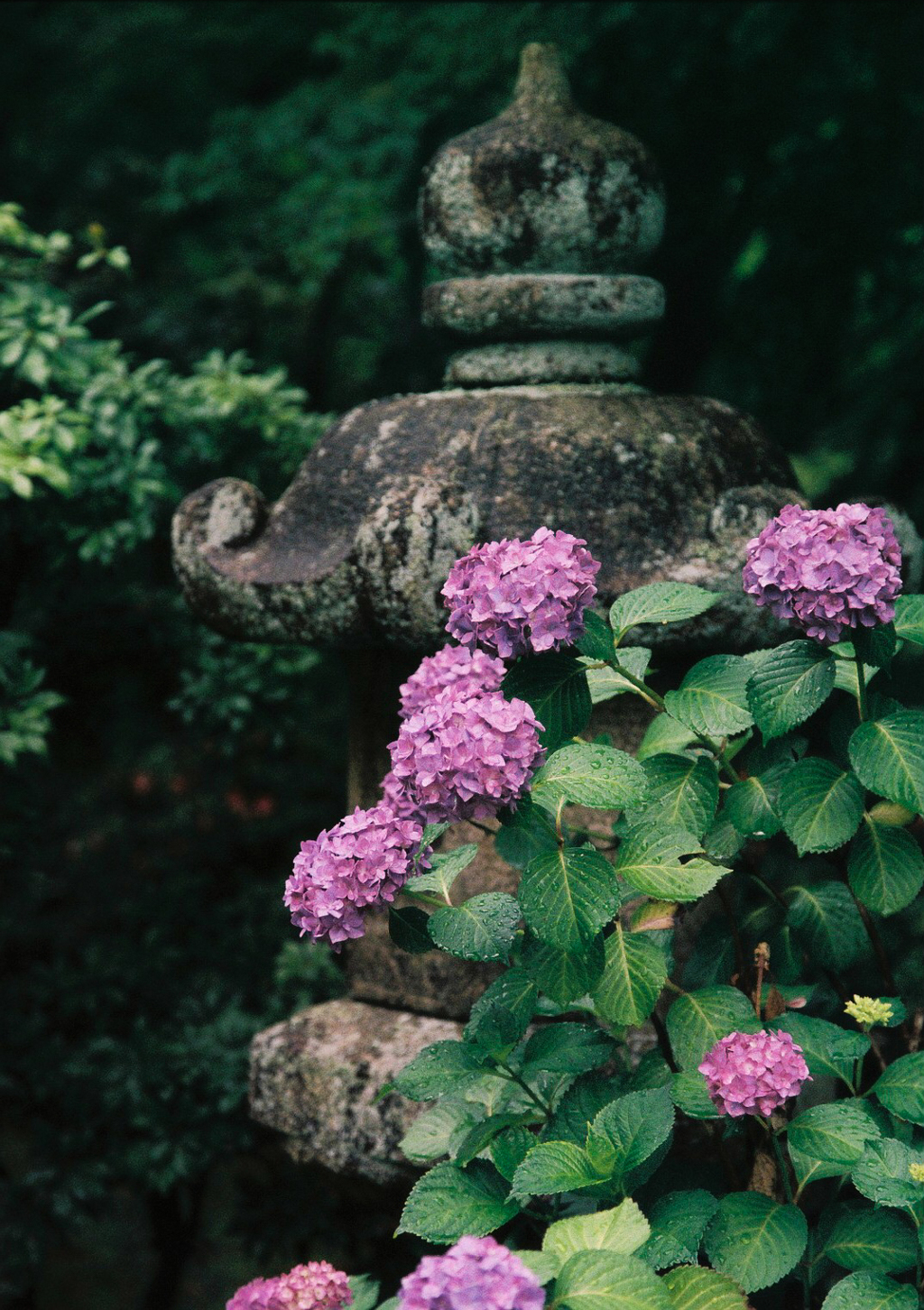 石灯籠、紫陽花