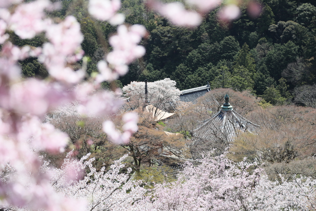 櫻の風景