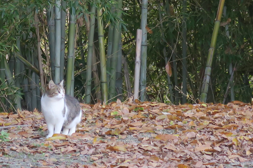 ねこ　よそ見する