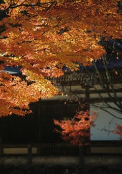 もみじの神護寺　其の壱