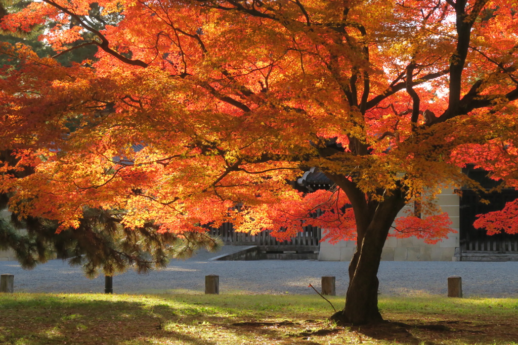 秋色詰め合わせ　其の弐　伍