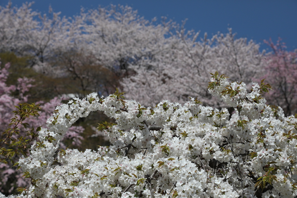 見上げる一面の桜