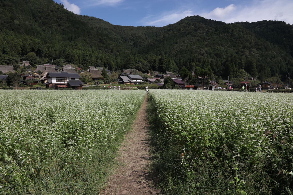 美山　秋の訪れ　一本道