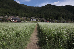 美山　秋の訪れ　一本道