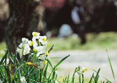 梅だけが花じゃない