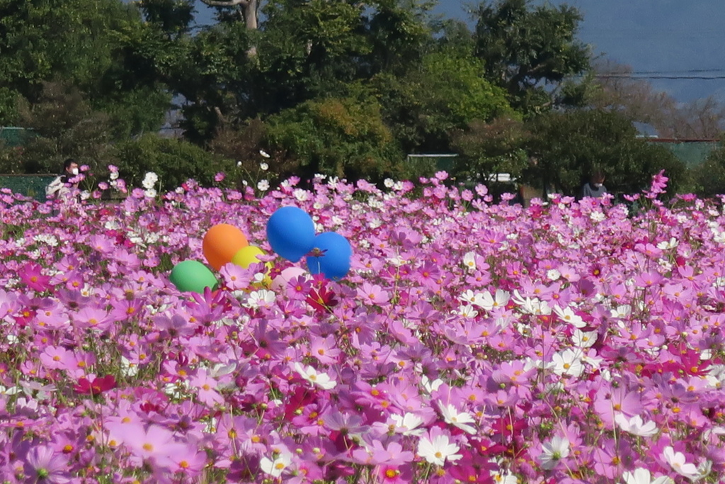 まほろばの秋桜　八