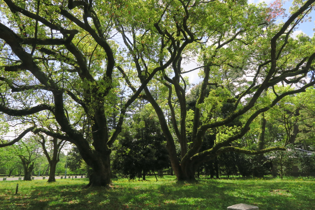 京都御苑での風景　肆