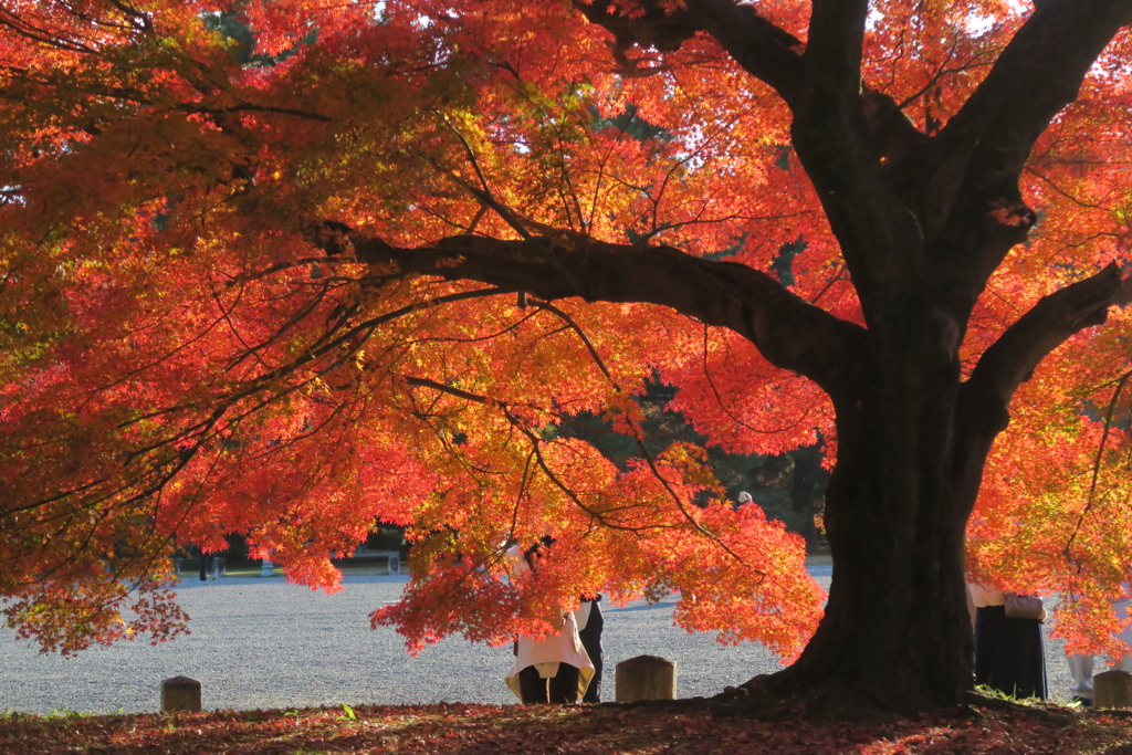 秋色詰め合わせ　其の弐　弐