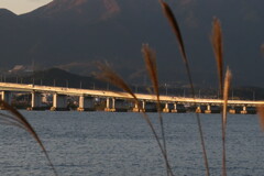 大橋と芒