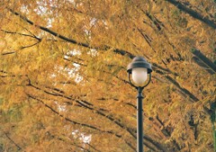 秋色詰め合わせ　捌