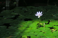 In The  Light