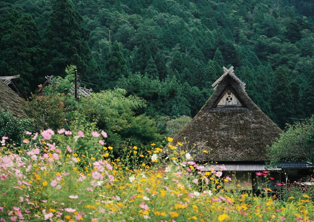 秋桜