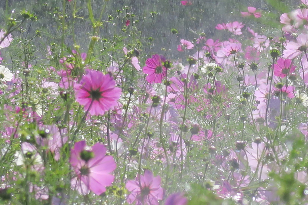 秋桜の歓声