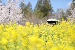 植物公園にて　春の日に　参