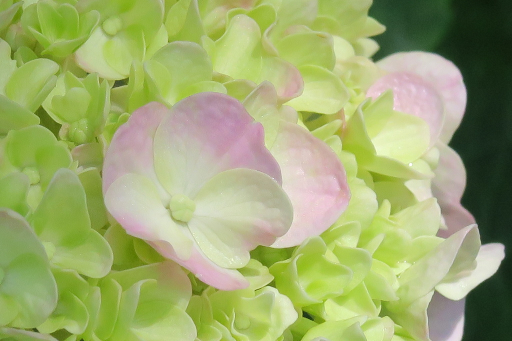 藤森神社　紫陽花其の参