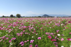 まほろばの秋桜 参