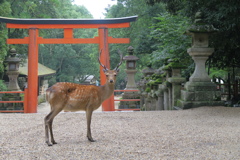 春日大社にて