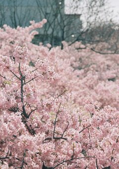 河津桜