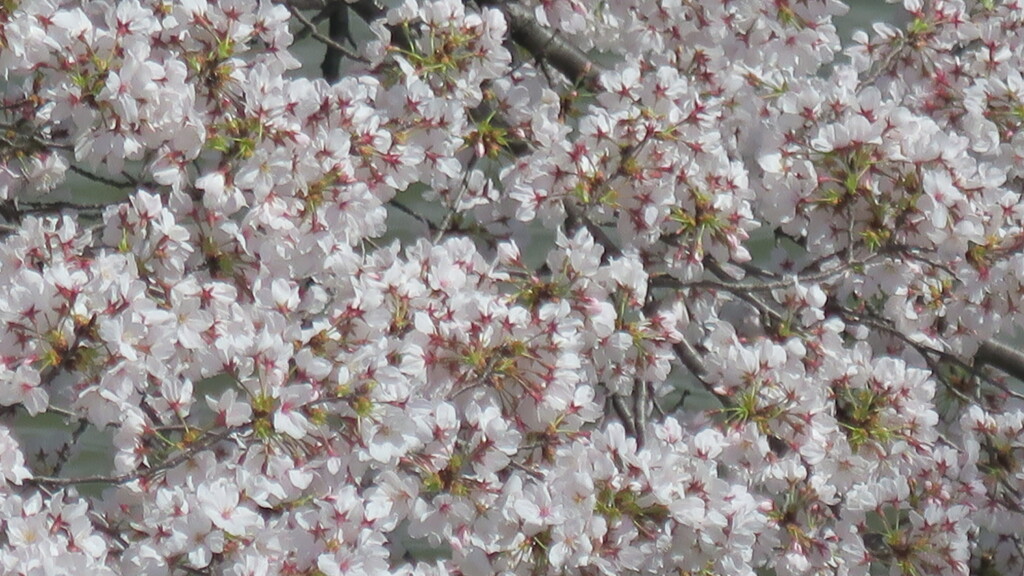 桜、櫻　