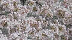 桜、櫻　