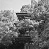 浄瑠璃寺