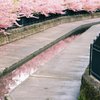 春の水路