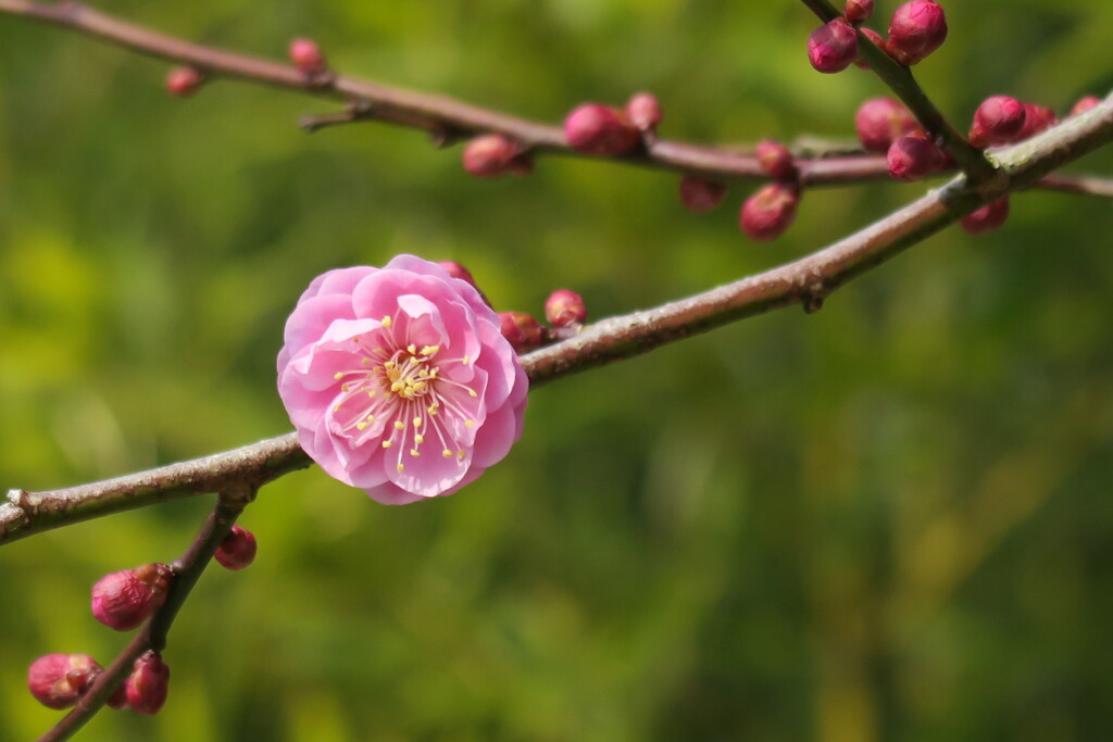梅華 壱
