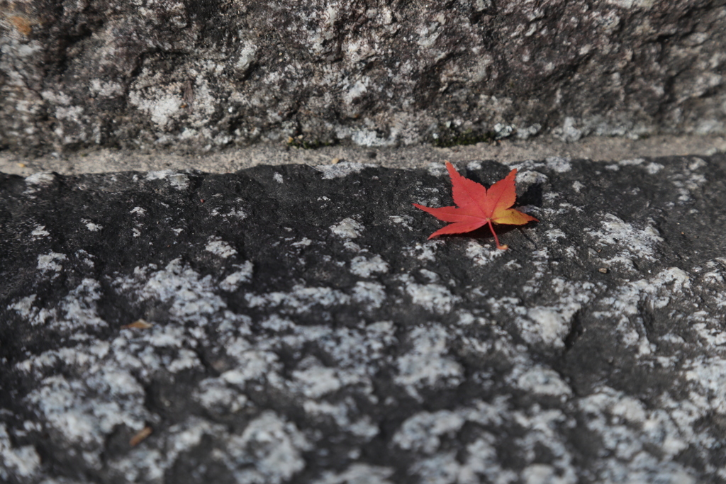 秋色詰め合わせ　肆