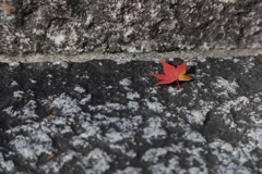 秋色詰め合わせ　肆