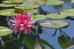 府立植物園にて　其の拾参