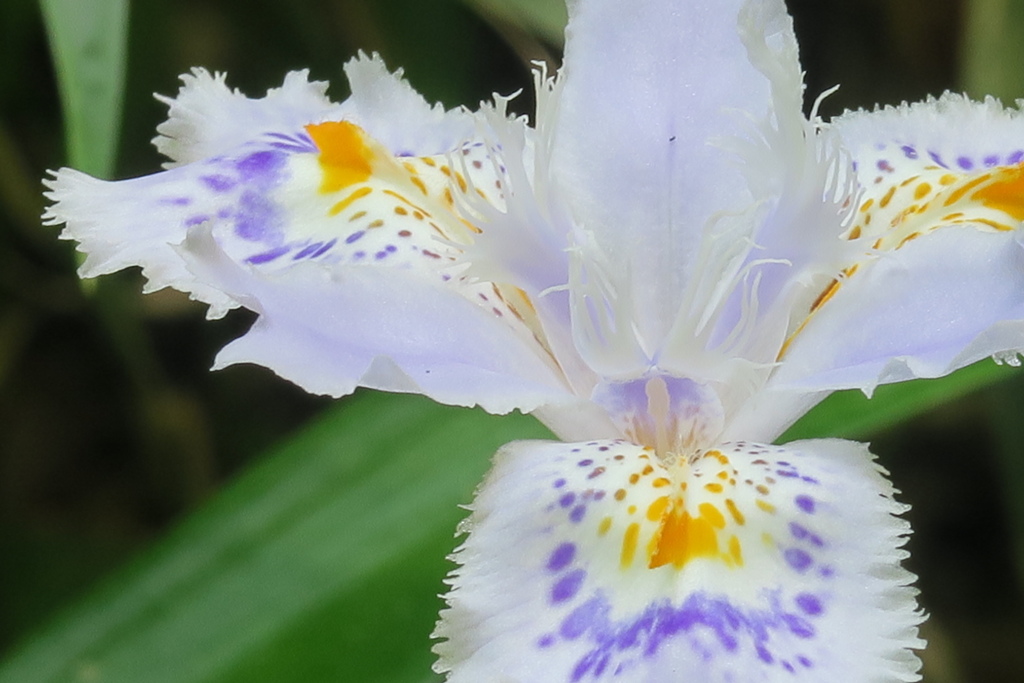 Fringed iris (シャガ)