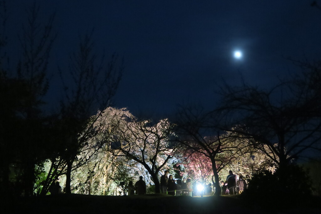 満開の夜櫻と朧月