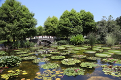 夏の風景